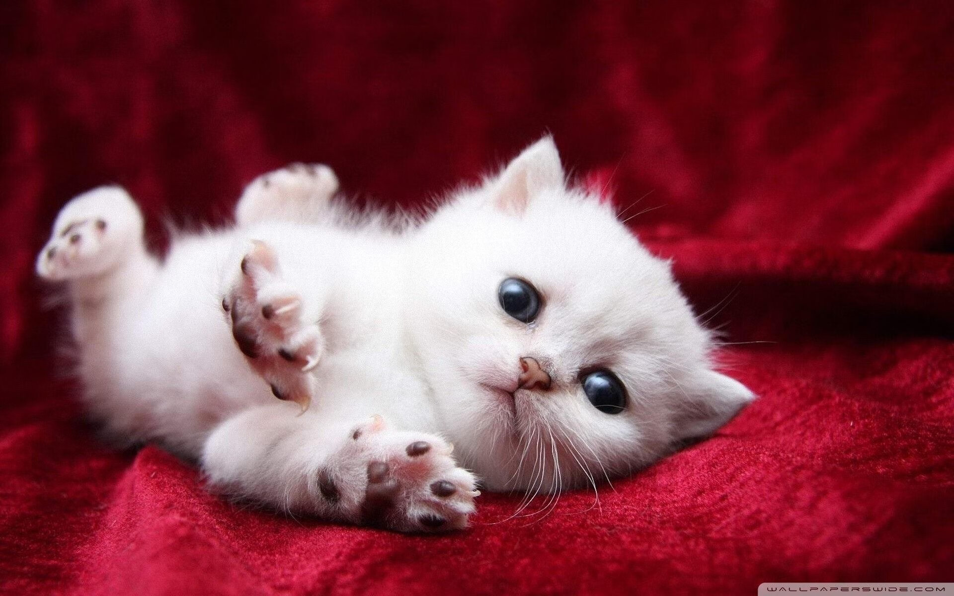 温网伤口绽放的玫瑰，鲁德以戴维斯杯改写国家网球史