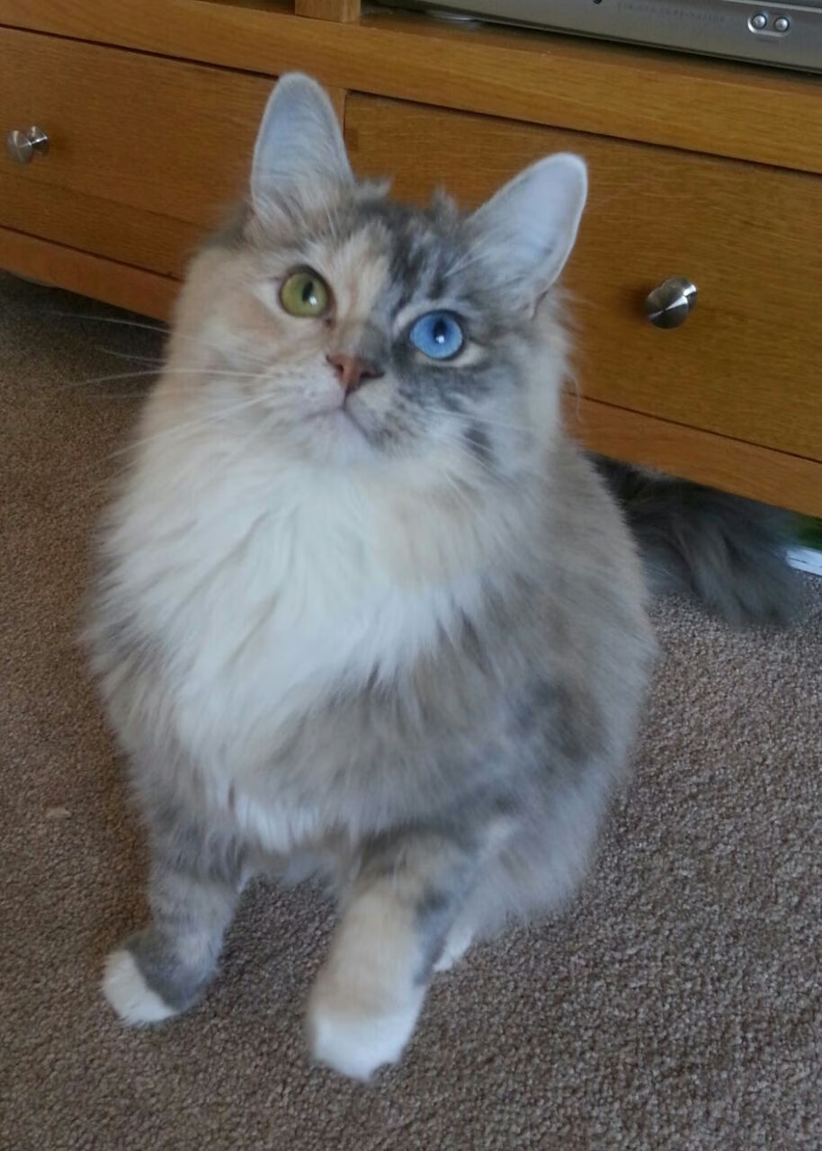 合力破茧，当丹麦军团力克泰亚，戴资颖以剑作诗