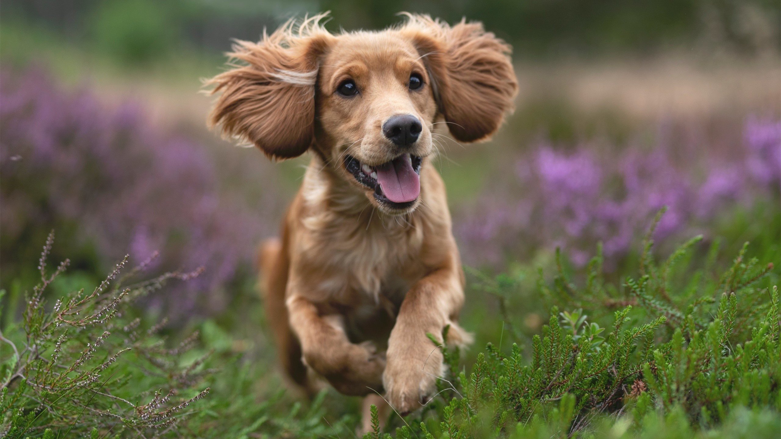 北京横扫不是爆冷，是范弗利特把多伦多平替成了五棵松