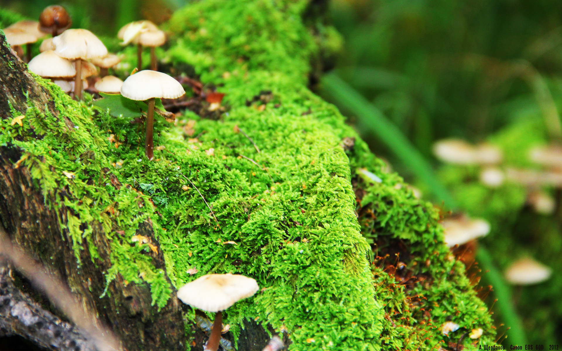 闪电撕裂铁幕，卡拉斯科双响，利物浦用最曼城的方式击碎曼城霸权