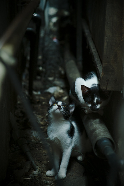 沉默的力量，当樊振东的坚持照亮姆巴佩的奔跑