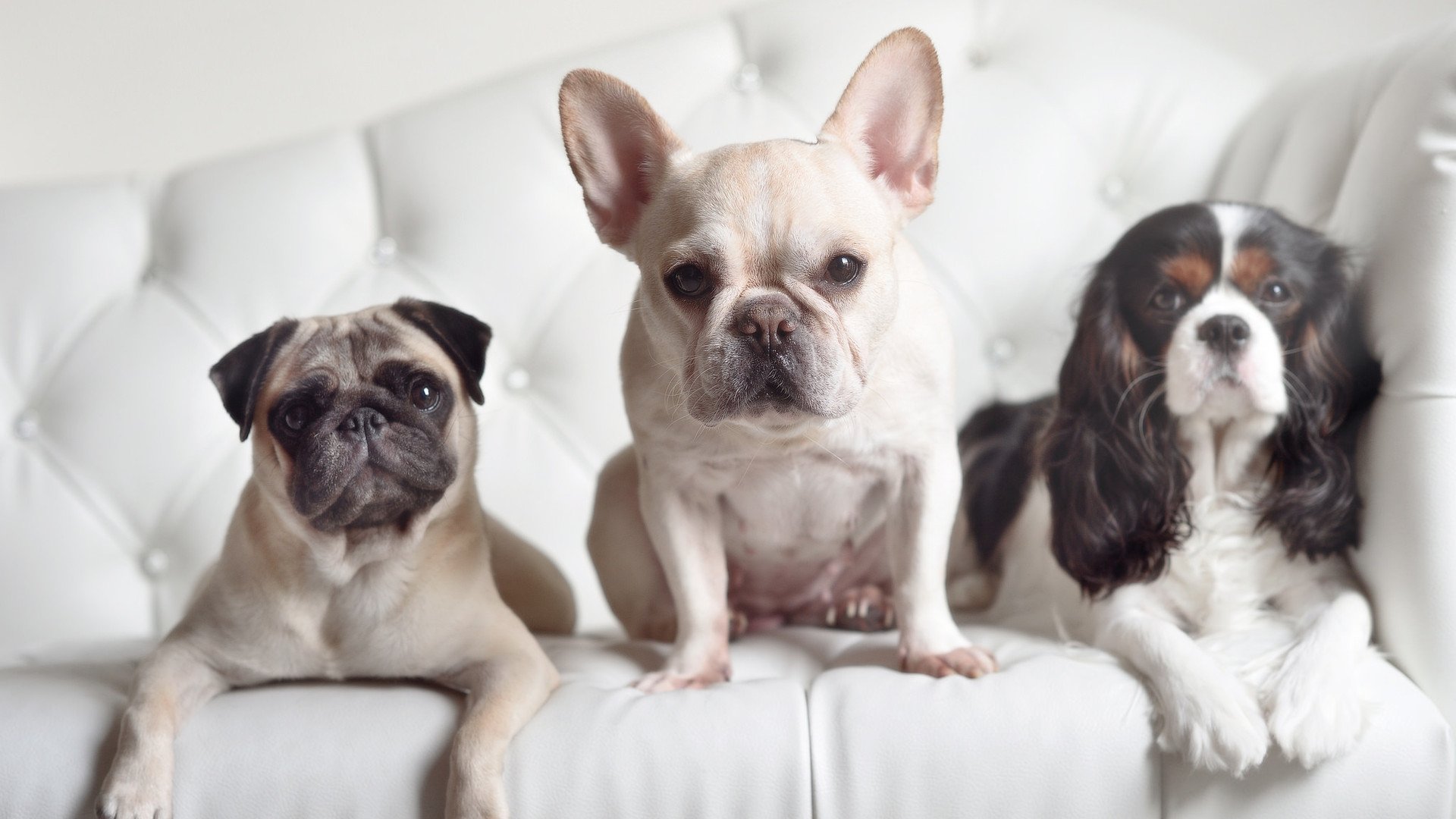 鏖战与锋芒，塞内加尔鏖战葡萄牙，蒂亚戈高光时刻铭记