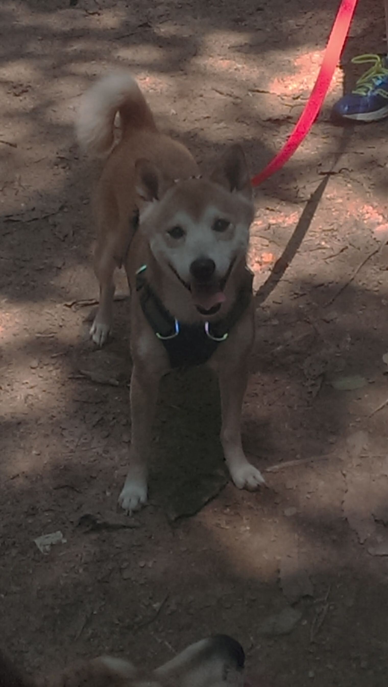 76人踏平圣城世纪魔咒！约基奇关键先生一锤定音