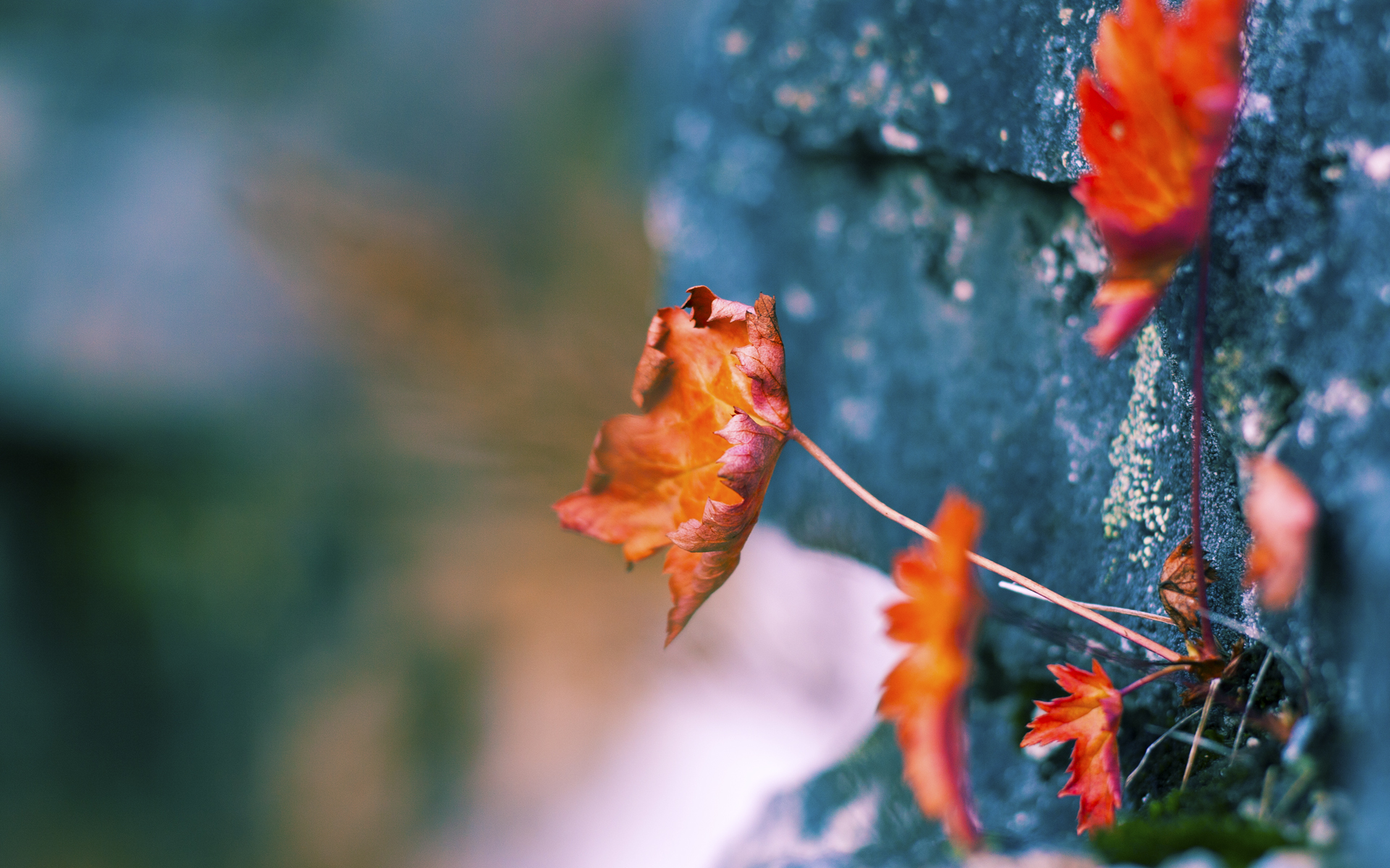 踏平费城—上海队热身赛爆冷击败76人，小贾伦转型攻防转换核心惊艳全场