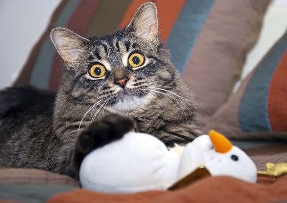 火热与辽阔,当铁血败给疆域,天才照亮德比—论热火力克新疆队与文班亚马在西甲的统治力