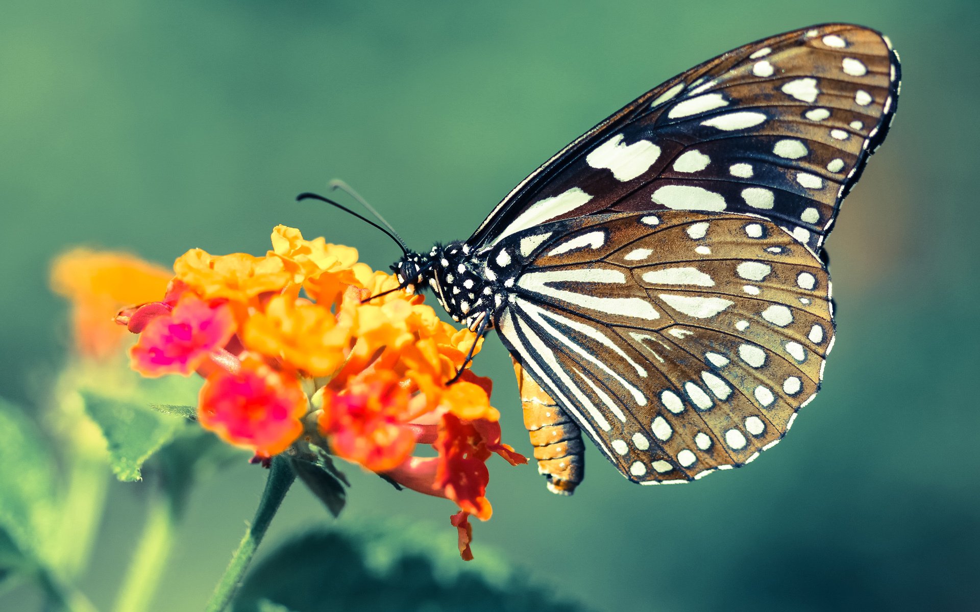 绿茵场上的逆袭，爱尔兰强压美国，迪亚斯持续制造杀伤