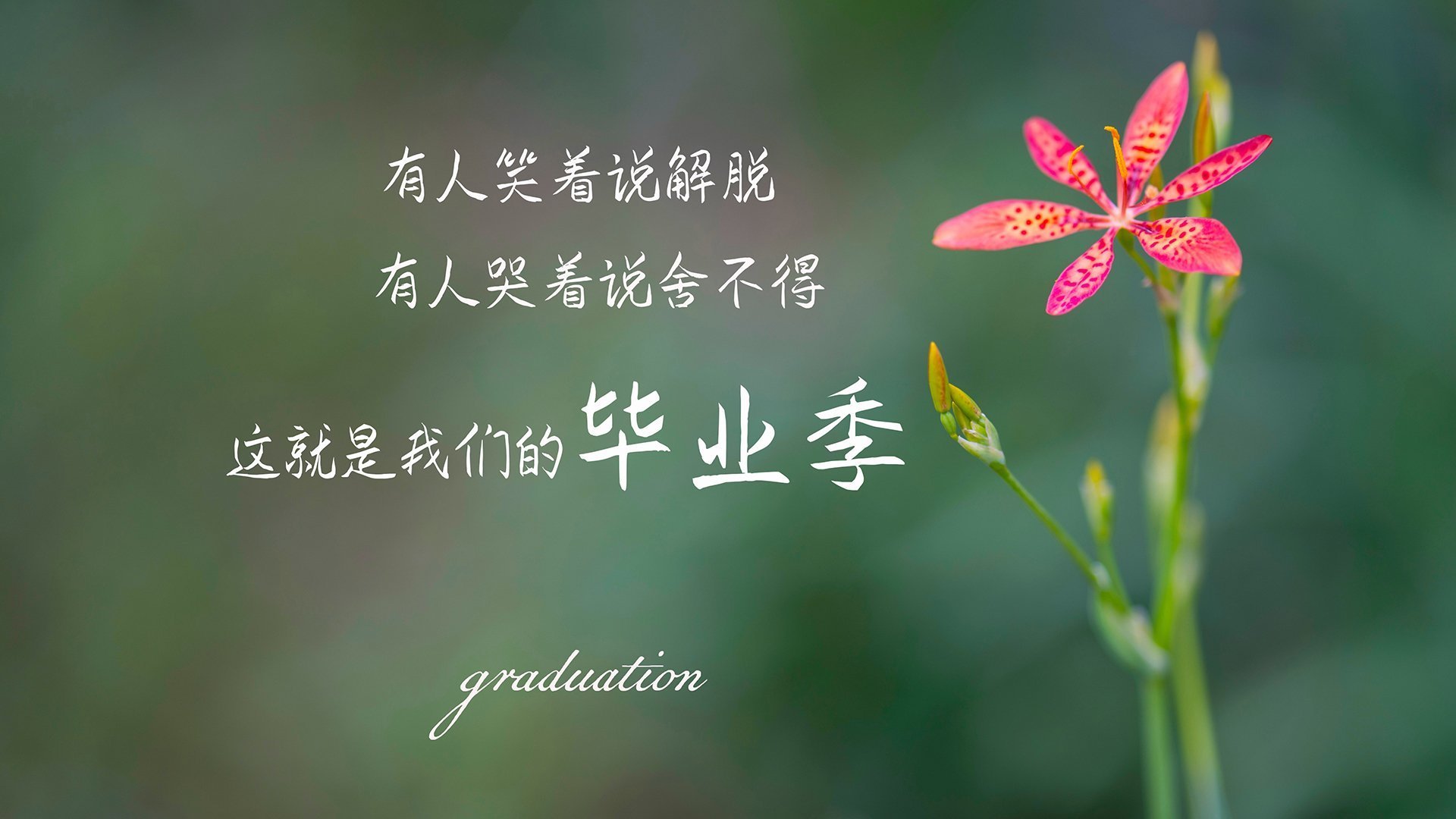 霍勒迪最后5分钟救赎之战,从7次失误到生死三分,黄蜂绝境逆转鹈鹕