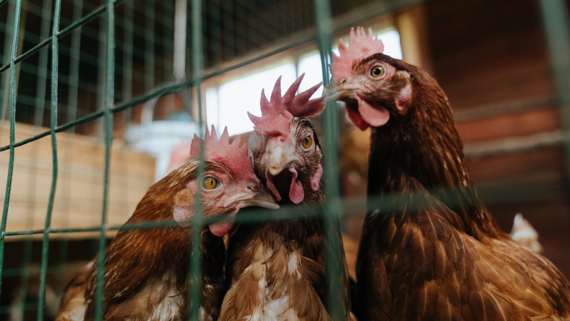 撕裂式强打!约基奇关键回合手刃湖人防线,独行侠新王登顶胜率榜首