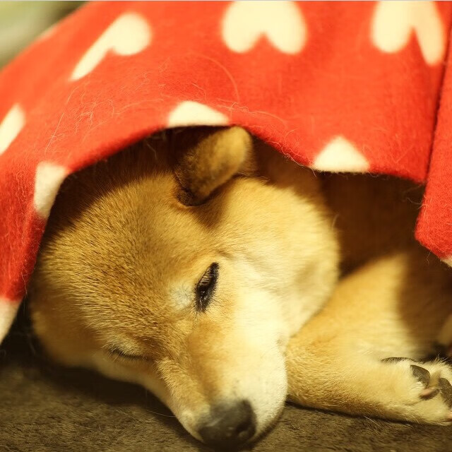 铁幕VS蔚蓝海岸，赖斯一锤定音，皇家社会终结尼斯的不败幻想