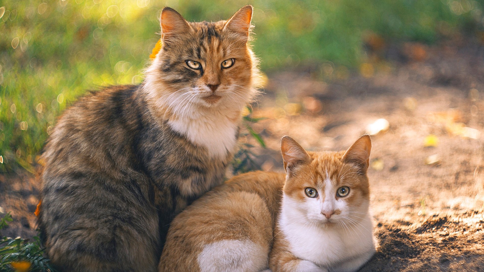 双重身份之战，当塞内加尔的灵魂在欧洲之夜击碎旧主