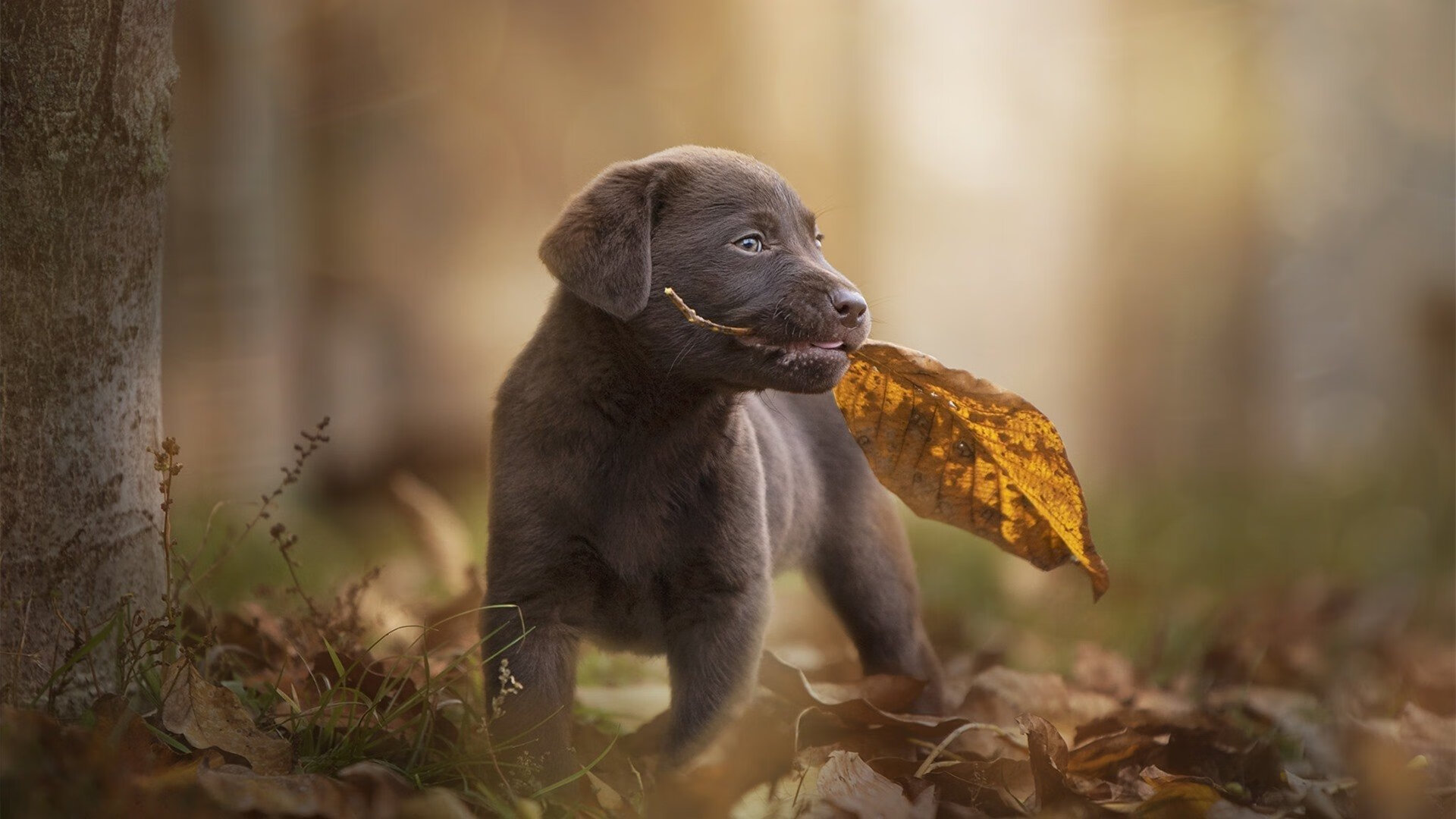 森林之怒与帝王节拍，灰熊的窒息封锁与恩比德的绝对掌控