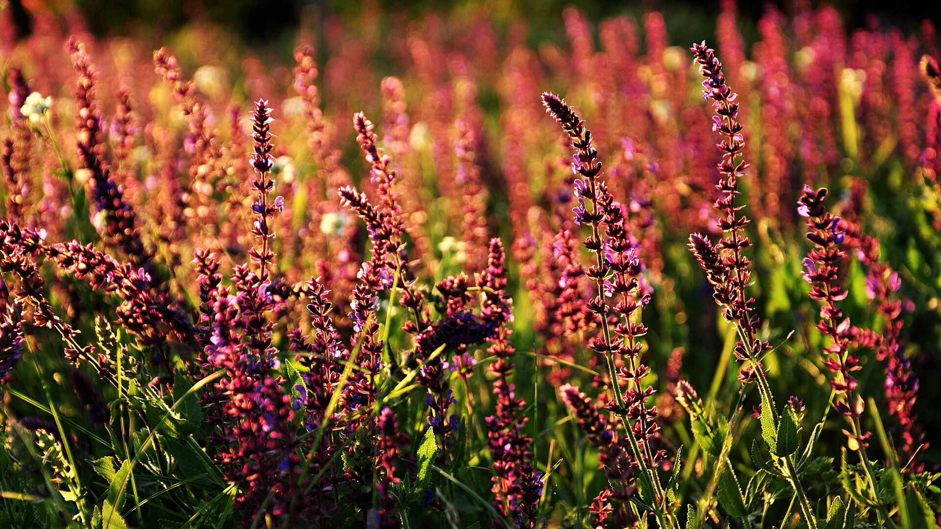 东决假想敌，当步行者踏平象征意义的太阳