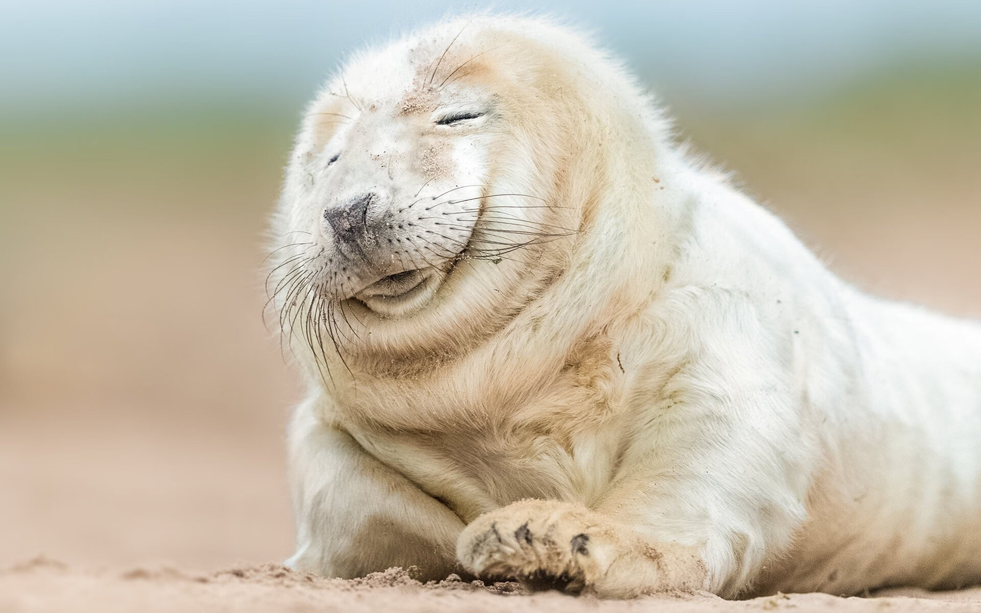 南半球的交响乐，当新西兰节奏在亚特兰大的狂想曲中扼住命运的咽喉