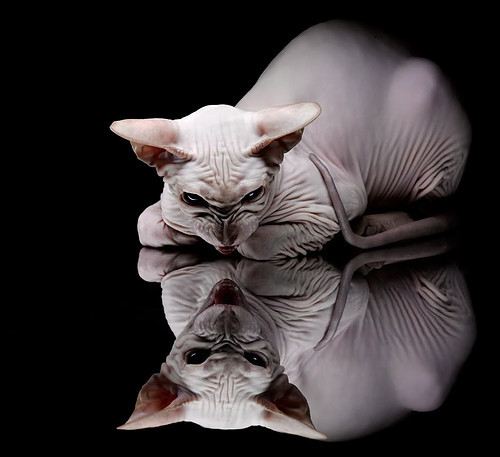 竞技DNA,从NBA总决赛焦点战到克罗地亚足球的韧性