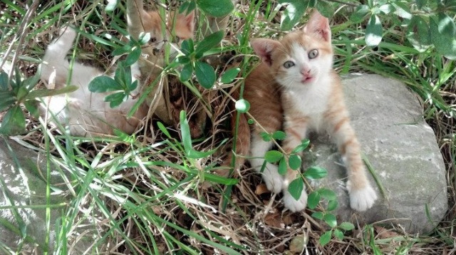 瞬间决定永恒,从西决生死战到巴黎险胜马赛,体育如何映照人生抉择