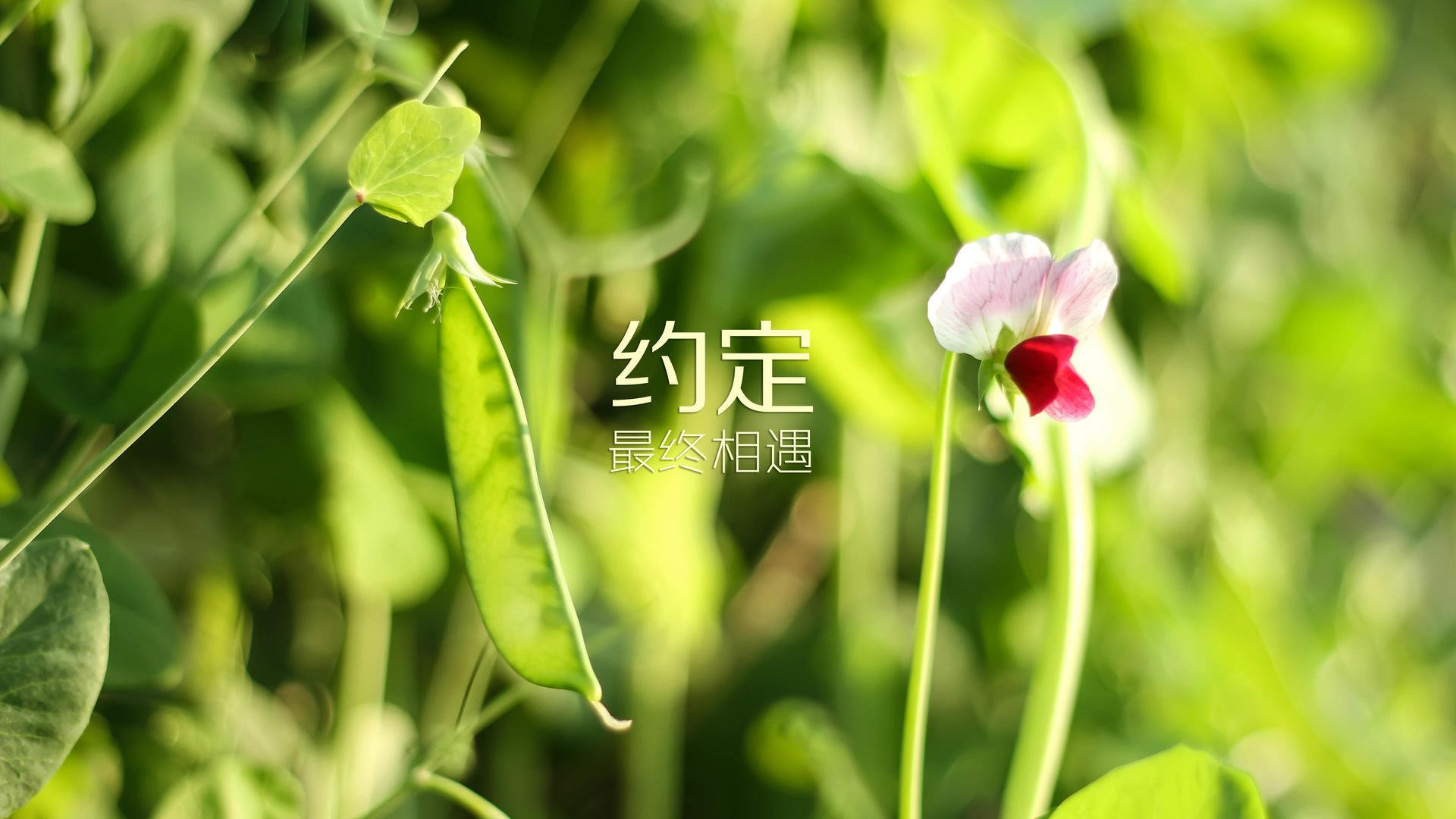 2026世界杯G组，当三狮军团撞上南亚雄狮，三笘薰的裂变如何定义一场不可能的史诗